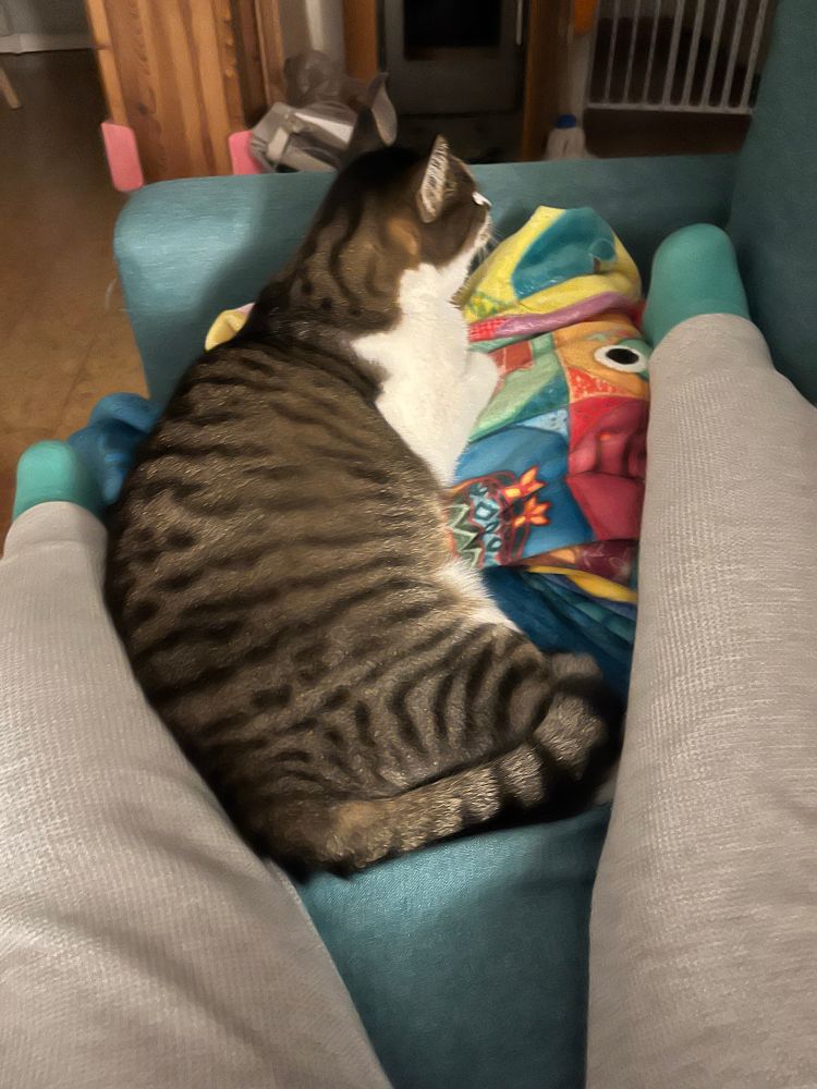 Kater liegt zwischen meinen Beinen auf einer Decke und dreht mir den Rücken zu. 