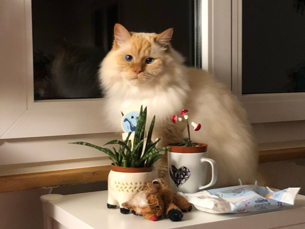 Spot, ein weisser, sehr flauschiger Kater sitzt wie in einem alten Gemälde hinter ein paar Zimmerpflanzen. 