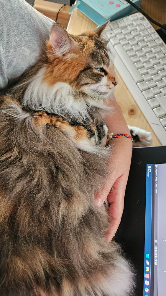 My cat named Mochi falling asleep using my arm as a pillow.