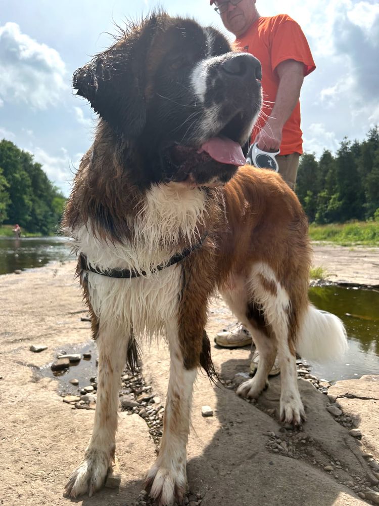 On the rocks beside a shallow river, a young Saint Bernard who's just been for a swim looks to the right at something off-camera. In the background, holding the leash, a man in an orange t-shirt.