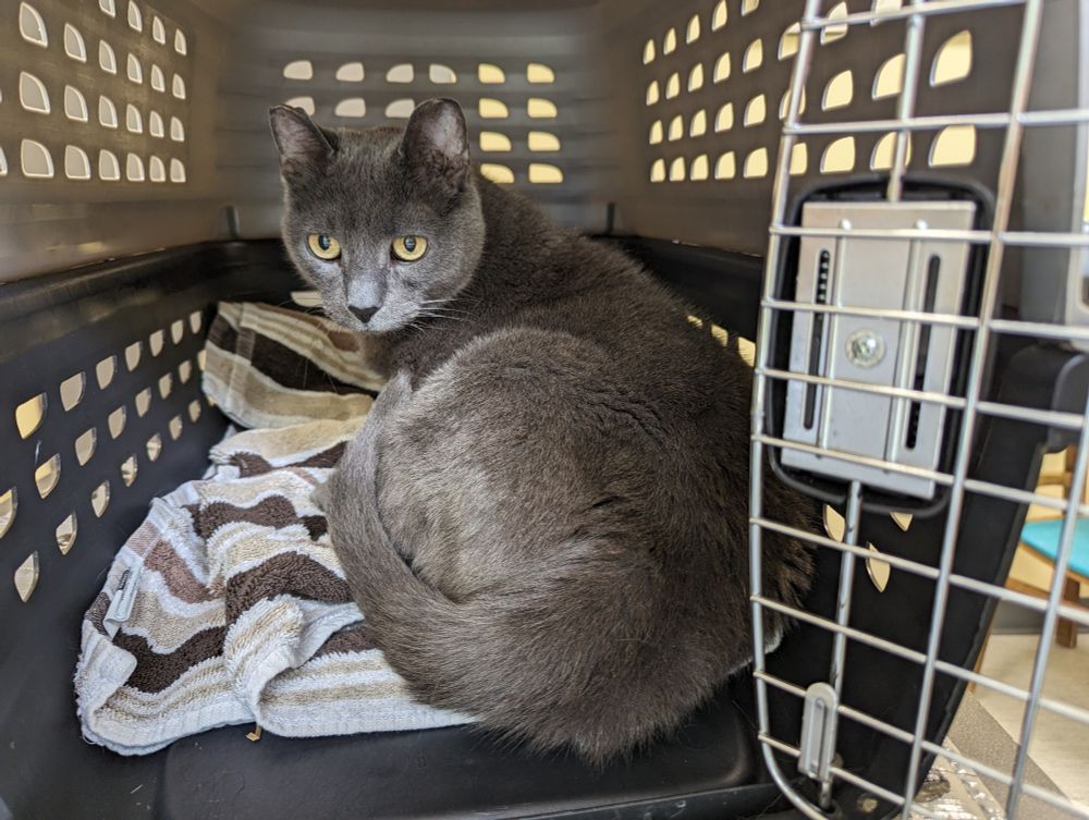 Morgana, a grey short-haired cat, lying on a striped towel inside the carrier.