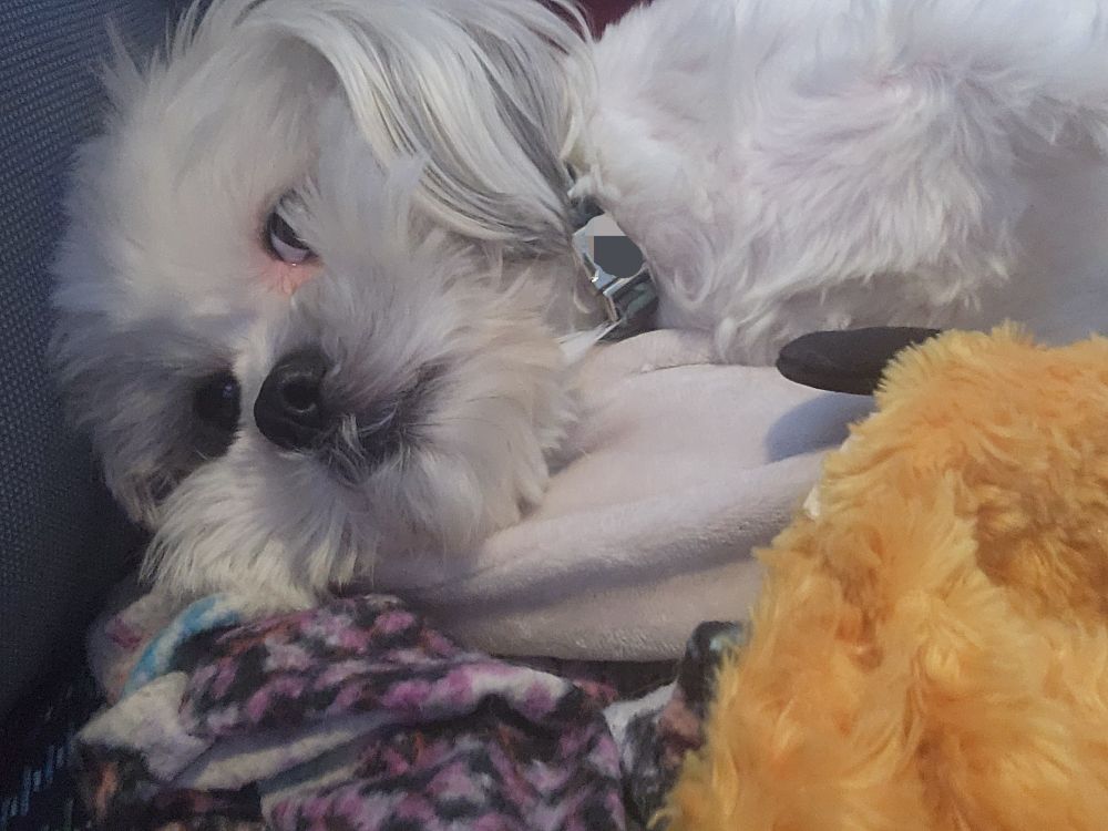 A close up of a shihtzu laying on a blanket, with a toy in the foreground. The dog is making eye contact with the camera and looks a little judgmental.