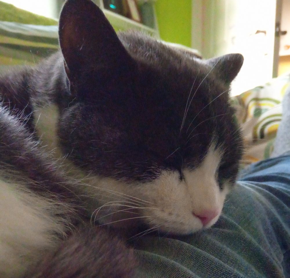 Bandit's birthday evening. A grey and white cat sleeping on a pair of jeans.
