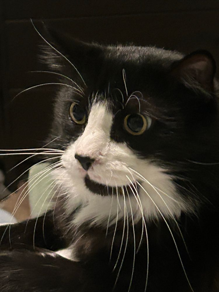A very shocked tuxedo cat 