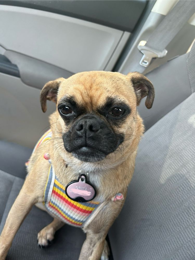 Chihuahua/pug sitting in a car seat 