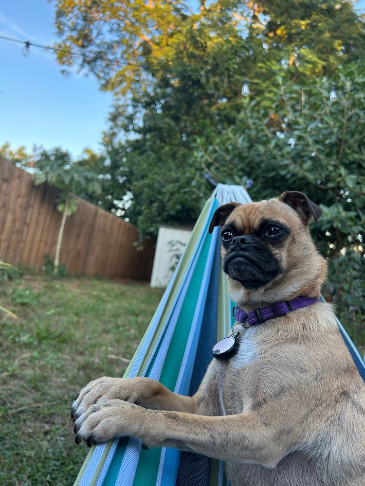 Chihuahua pug mix dog in a hammock looking intently 
