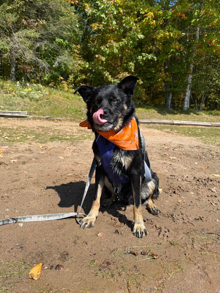 Gulo, a mostly black and brown mutt, wearing an orange bandana on a dirt beach. He is very wet from a swim in the lake.