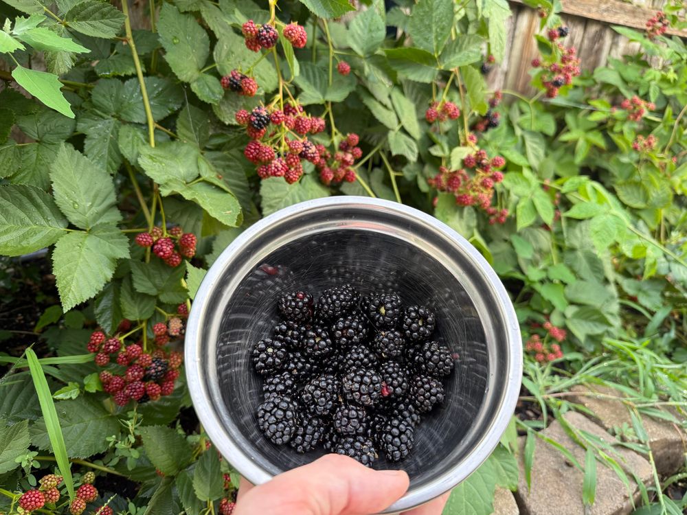 Photo of a metal bowl titled toward the camera, with about a pint of fresh picked blackberries. In the background is a large blackberry bush with mostly red berries.