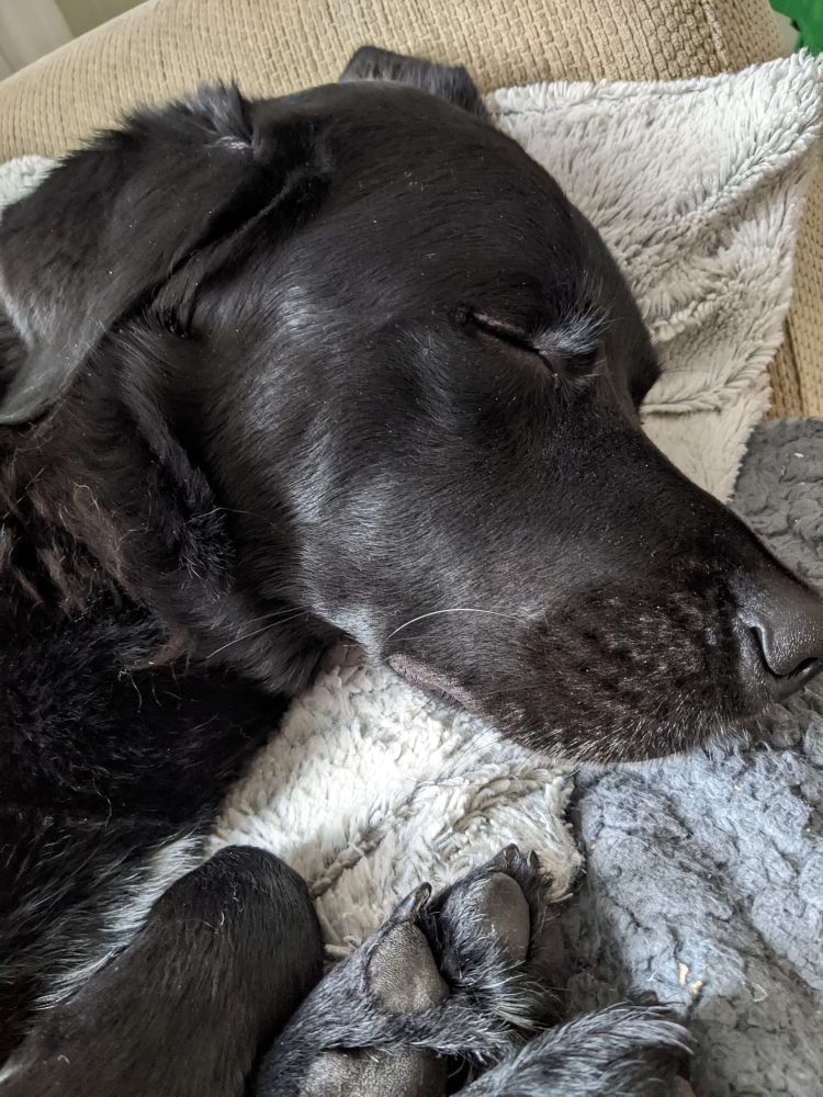 Bramble, a black lab sleeping on the sofa with his head on a cushion. 
