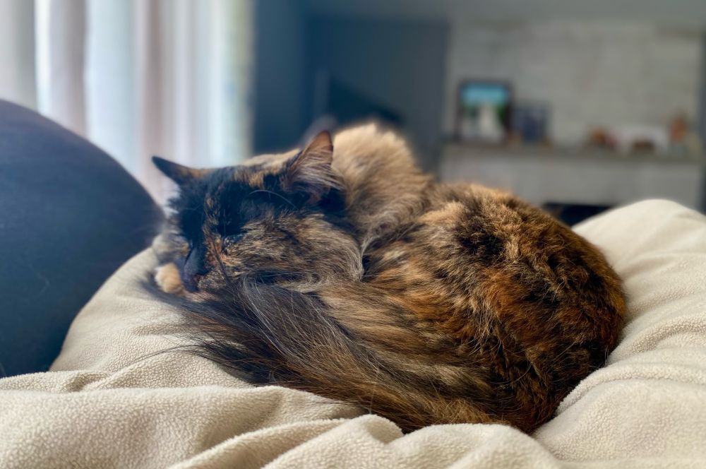 A tortoiseshell cat, curled up and asleep on a tan blanket.
