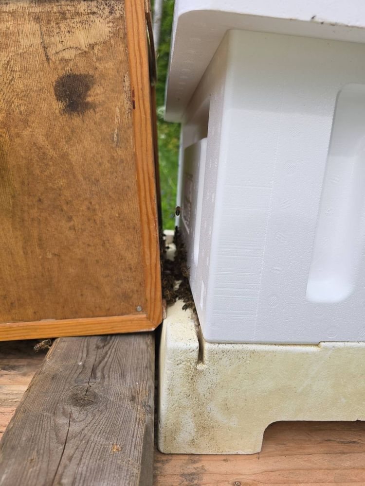 Parvi saatiin emoineen talteen siirtolaatikkoon, josta mehiläiset kulkevat itse uuteen kalustettuun kotiin.