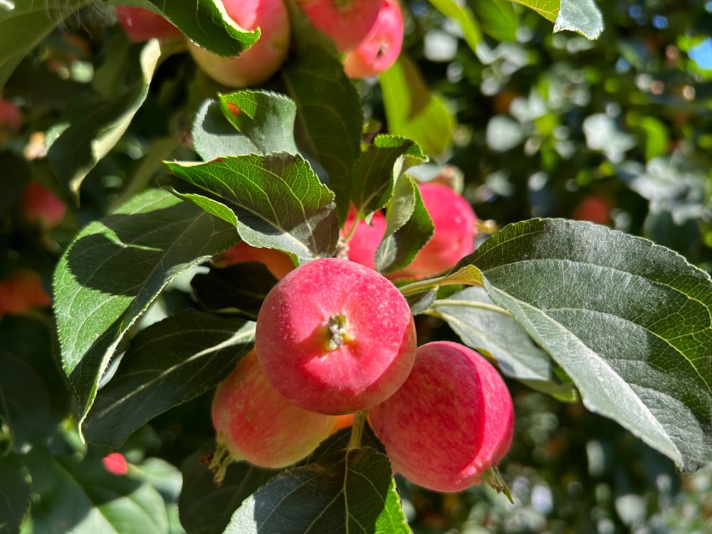 Close up of red crab apples