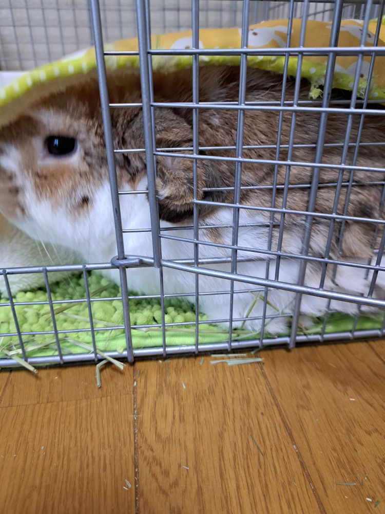 大きくもない布に潜るうさぎ