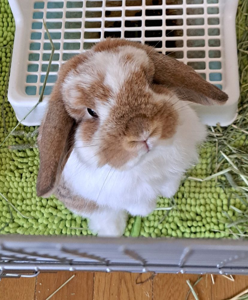 ケージの中で立ってるうさぎ