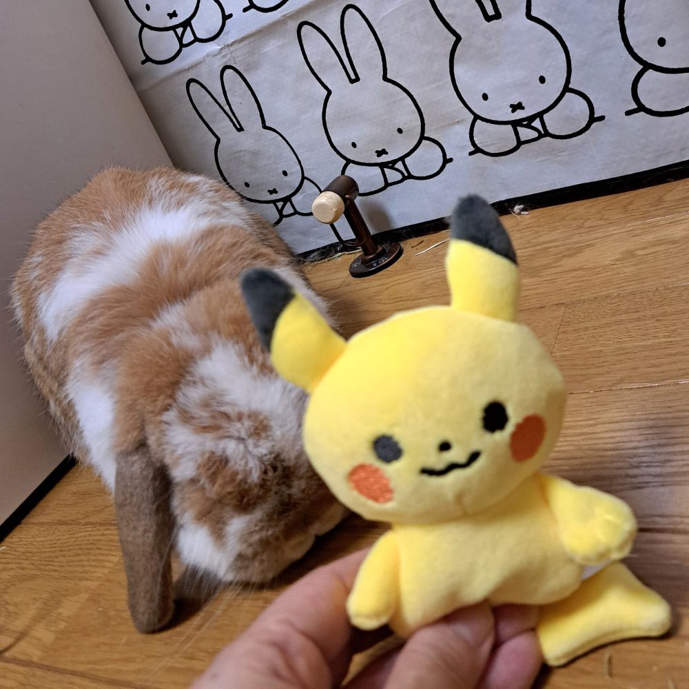 ピカチュウのぬいぐるみが手前にあり、後ろに撫で待ち姿勢のうさぎがいる