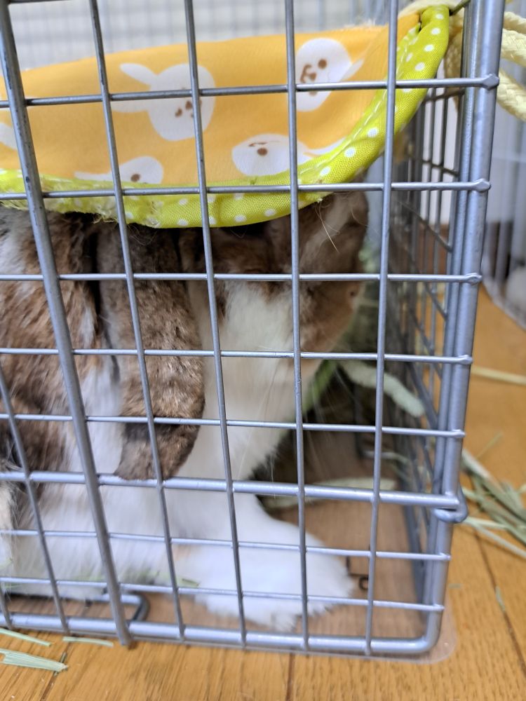 モケモケ食べてる