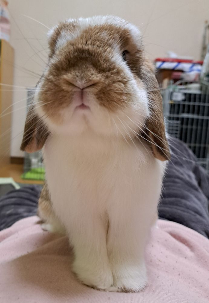 飼い主のお腹の上に凛々しく座るうさぎ