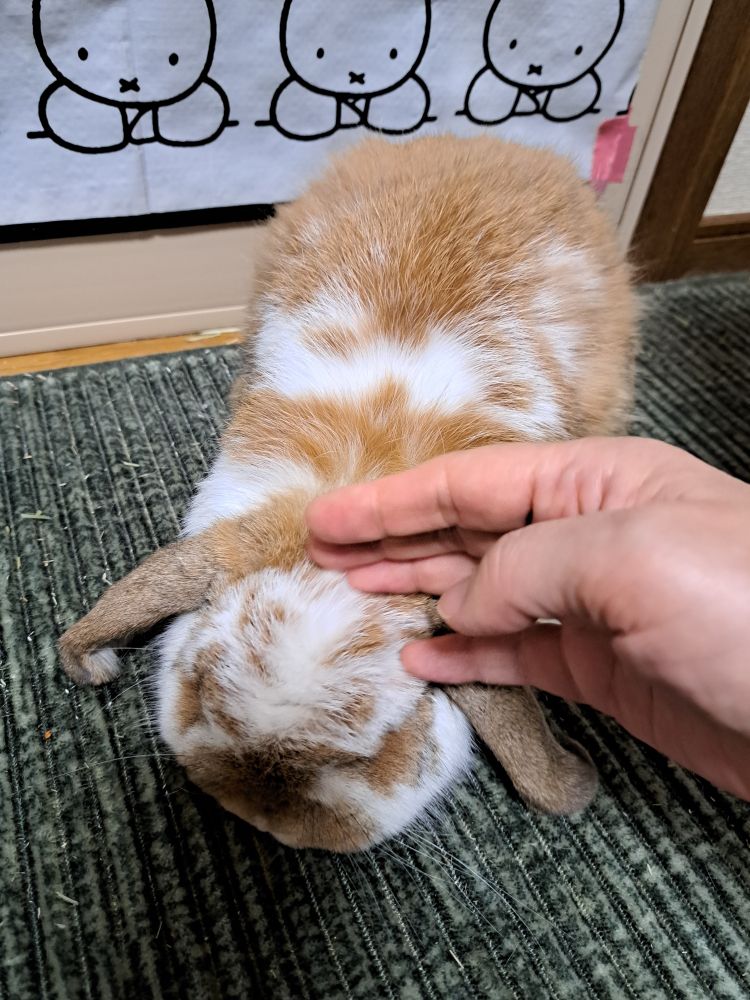 これは撫でられペタリのうさぎ