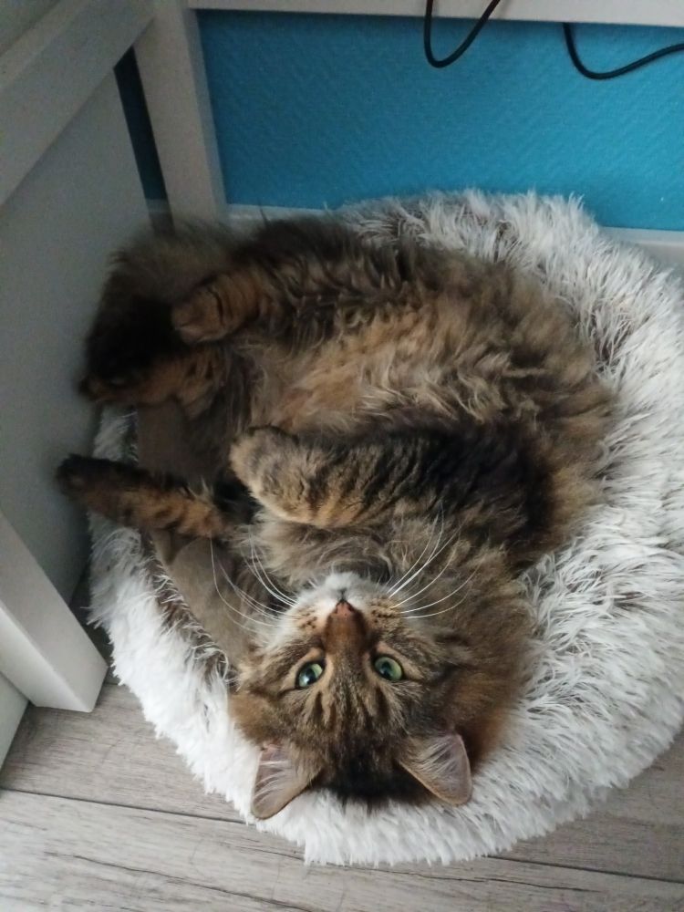 Mabel, brown fluffy tabby cat