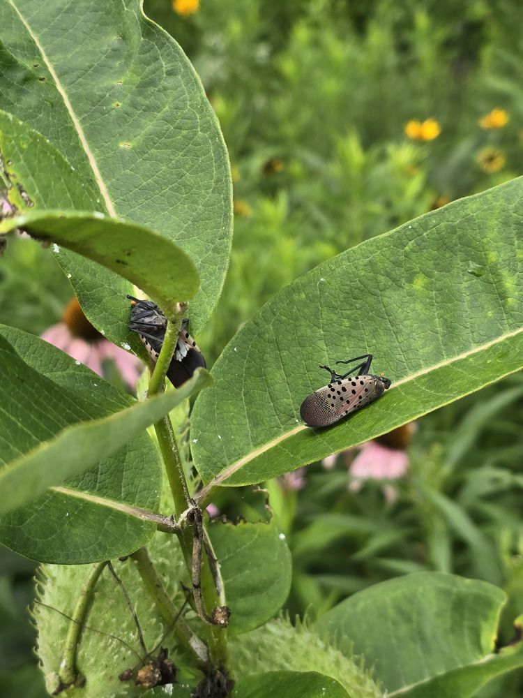 Milkweed at butterfly garden with 3 dead lanternfly on the leaves, from https://www.reddit.com/r/NativePlantGardening/comments/1m4a3cj/psa_milkweed_might_kill_slf/