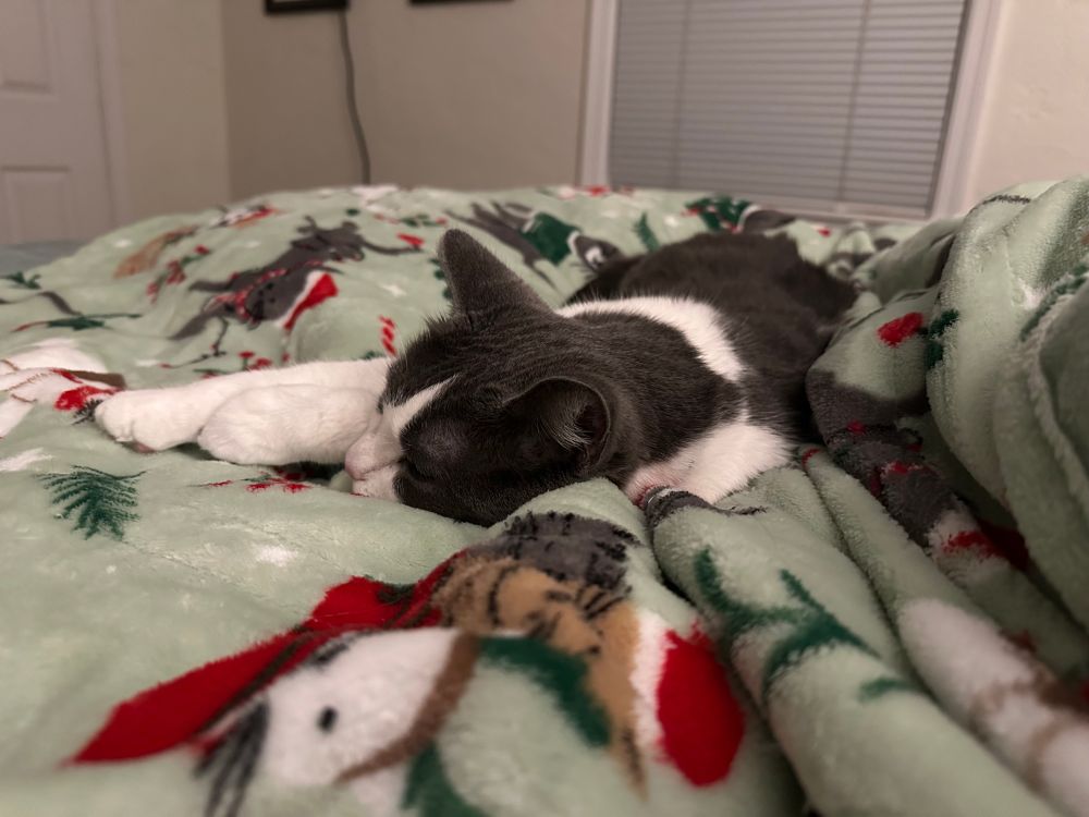 Echo is super comfily sleepy across the middle of my bed, making it hard for me to find room for my legs. But she looks super sweet and adorable on her heated Christmas blanket 