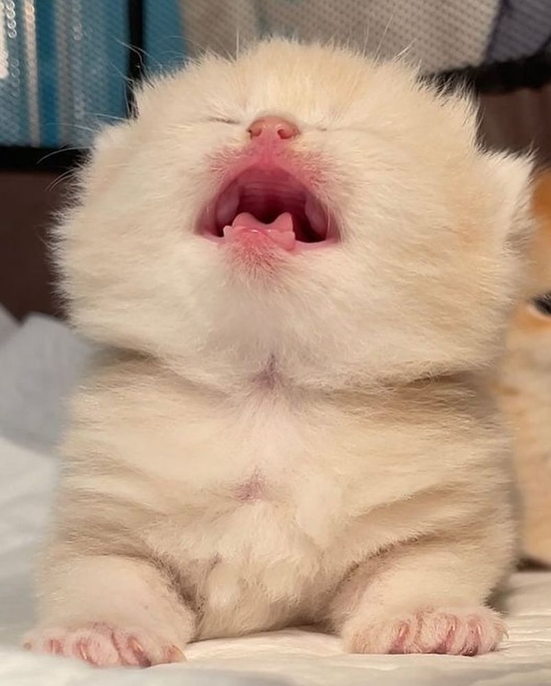 a buff colored kitten cries to the heavens in anguish over meetings that don't FUCKING END ON TIME!! on FRIDAY AFTERNOON!!!
