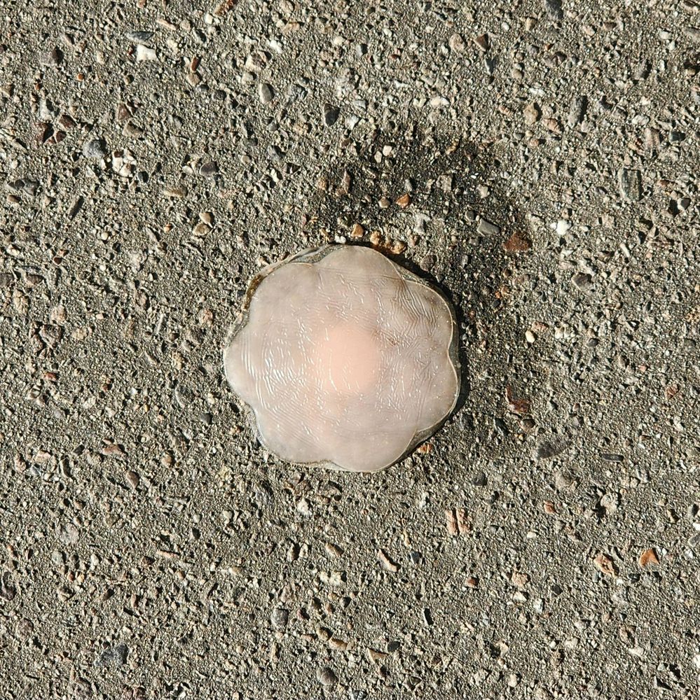 A fallen pink flower shaped nipple cover, melting in the sun