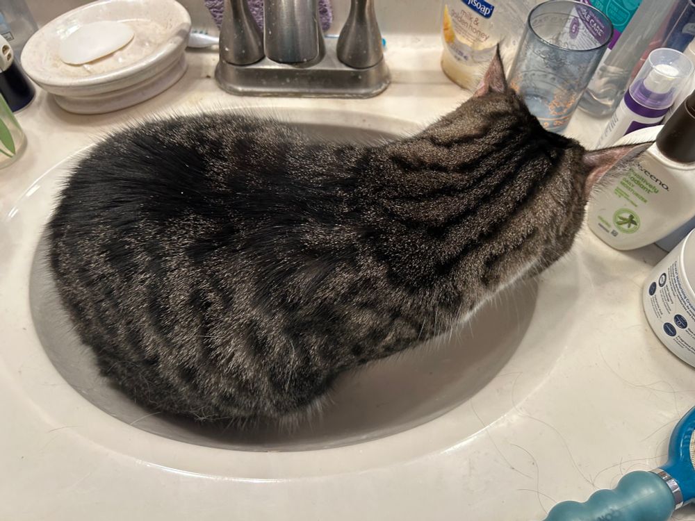 photo of a tabby cat starting to lay down in the bathroom sink