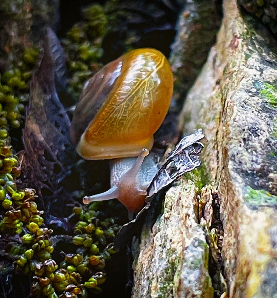 A garden snail, with his translucent amber shell explores the leaves, moss, and stones of the garden. 
