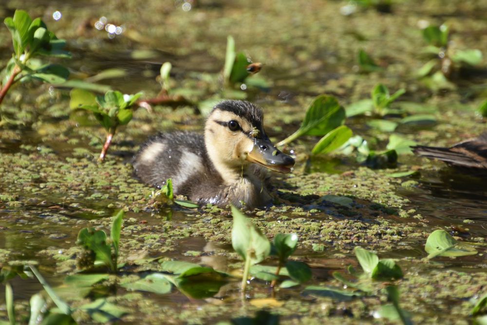 Mallard duckling staring into camera with a slightly dismayed look