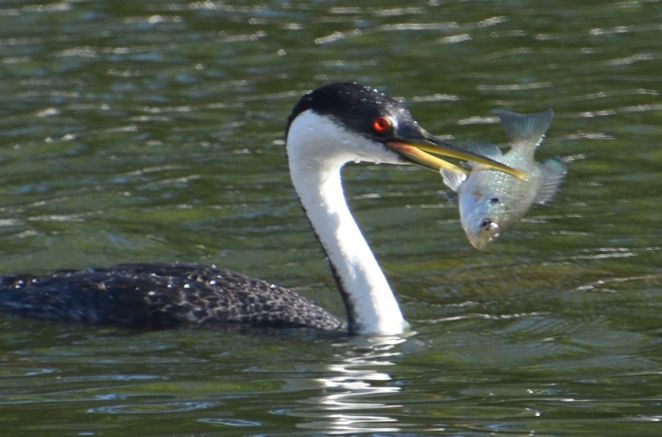 A close up photo of a Western Grebe swimming left to right on the water holding a good-sized bluegill fish in its beak, with fish’s head toward the camera. The smooth surface of the water looks green with morning sunlight reflecting from it. 
A Western Grebe is a mid-sized water bird with dark grey feathers on its back, and the back of its neck and head, and white feathers on the front. The neck, head and beak are long and slender. 
