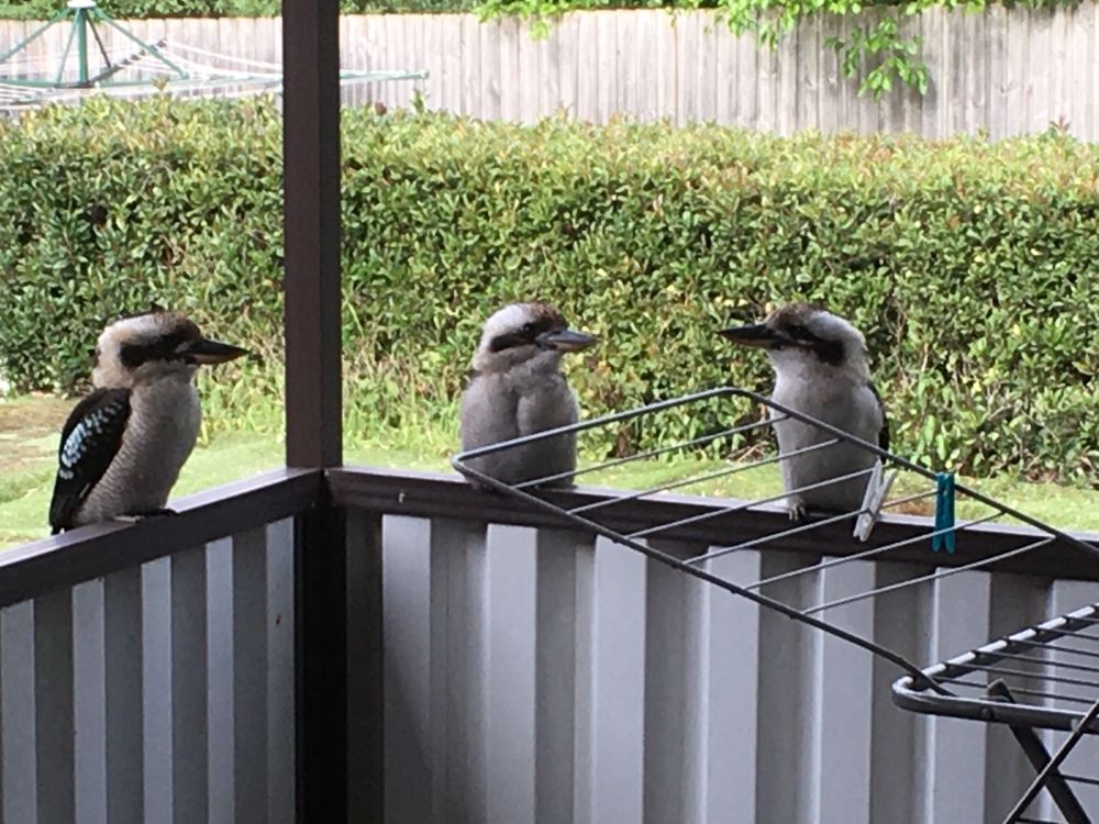 Three kookaburras (birds) sit on a balcony, looking intimidating as they demand snacks.