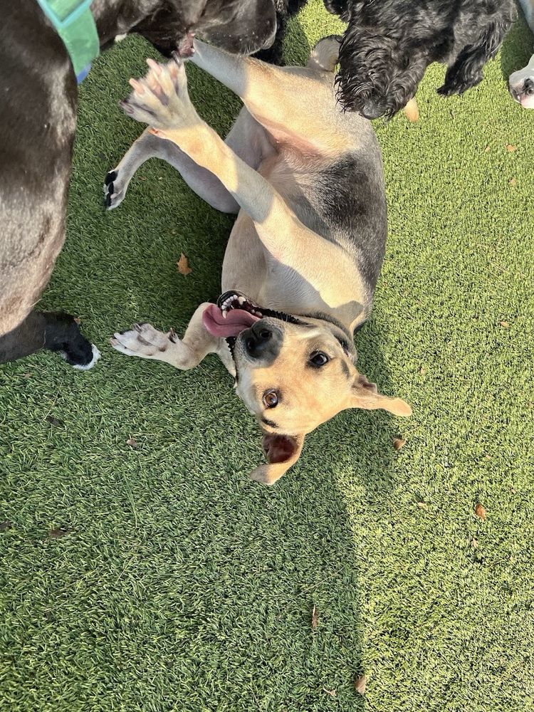 venus is a very silly mixed breed dog with brown and black german shepherd patterning. she is partially on her pack with one of her paws in the air, and she has her mouth open with her tongue hanging out of it in a very silly manner. small parts of other dogs can be seen, including a black dog with white toes wearing a teal collar on the left of her, and part of a black doodle dog’s snout can be seen at the top of the image