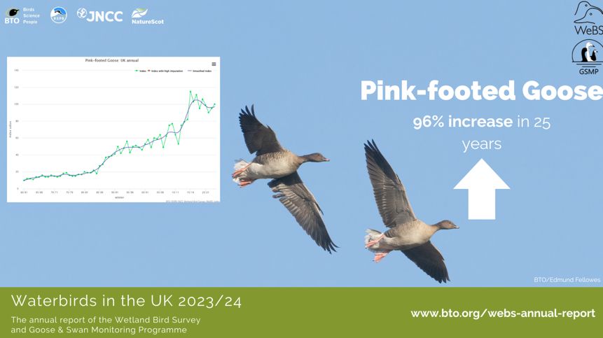Image of two Pink-footed Geese flying (Credit: Edmund Fellowes)