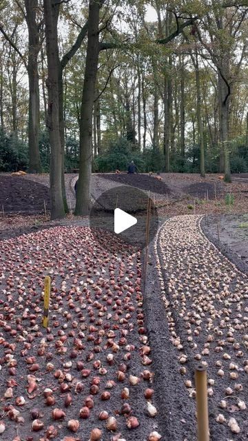 BULBi - Flower bulbs on Instagram: "Today we were at Keukenhof as our flower bulbs went into the ground! 
How quickly the gardeners can plant the bulbs, we could learn something from that! 
(Watch unt...