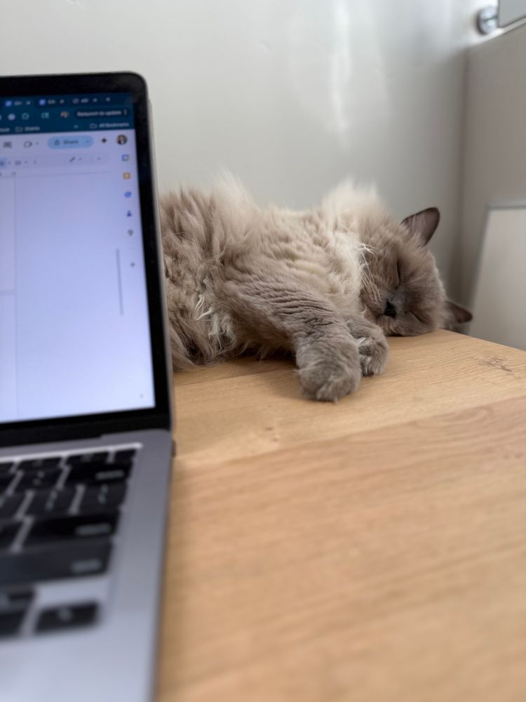 A cat sleeping next to a laptop, on a desk