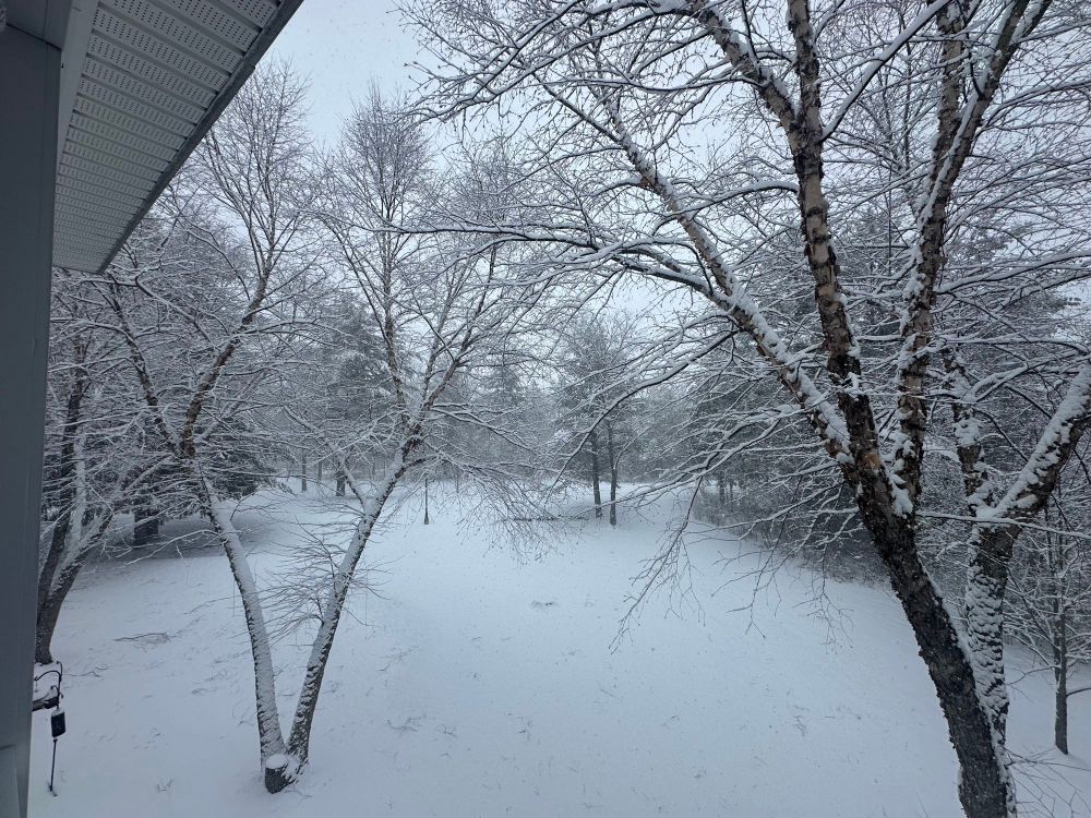Snow covered trees in Augusta Maine