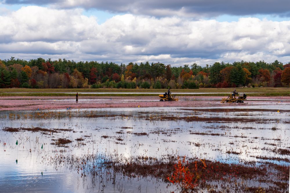 Workers harvesting a cranberry bog in southeastern Massachusetts. Peak fall foliage season. 
