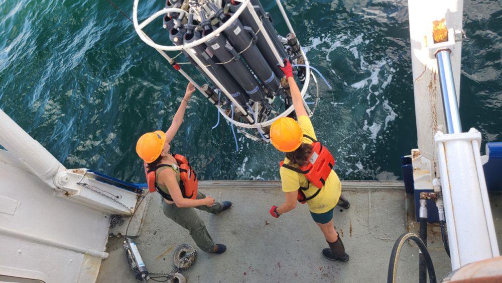 Gulf of Mexico ‘dead zone’ larger than average, scientists find