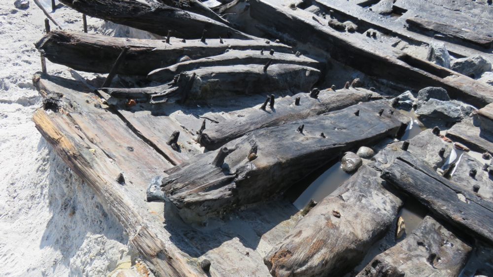 This photo depicts the remains of the outer planking and inner framing timbers from a shipwreck found at Køge Harbour in Denmark. The wooden trenails that kept the structure assembled can also be seen, and in the background the keelson is in situ. This wreck was excavated by the Museum of Southeast Denmark, in 2021. The trees used to build it were felled in southern Norway, in the winter of 1761-62 (Dendro.dk report 2023:59).