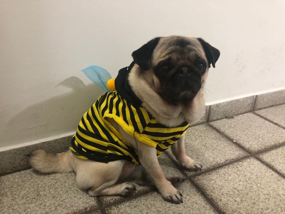 NINA (MY PRECIOUS PRINCESS PUG) WITH A BEE OUTFIT. HOODIE OFF 
