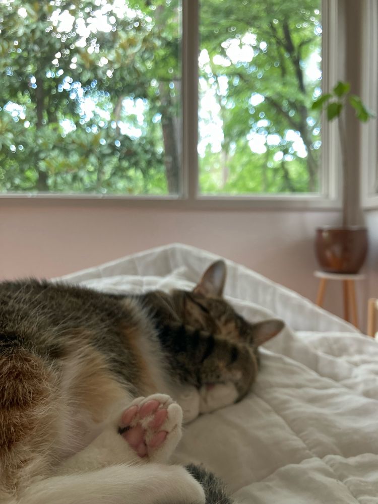 A photo of my brown tabby lying on my lap in bed. The photo is focused on one back paw, with pink toe beans visible. Her front paw is curled over her face.