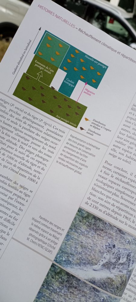 Aperçu du même article sur la fragmentation, avec un schéma représentant les 3 mesures de conservation pour faciliter les changements d'aire de répartition des espèces. Plus bas, photos de léopard des neiges et léopard commun prises par piège photographique, ce qui indique qu'ils partagent désormais un territoire commun (compétition croissante).