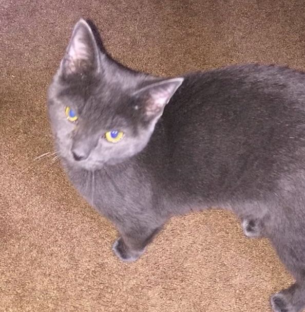 First picture I had ever taken of my cat Clover. A small sickly grey cat