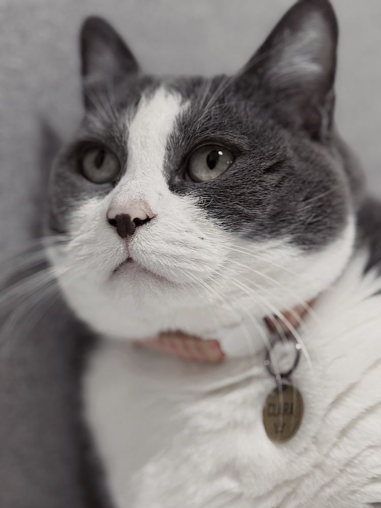 a front side profile of a grey and white tuxedo cat named clara. features include green eyes, a strong black eye liner game, a black splotch on her pink nose, and long white whiskers

side note: her name tag also reads clara and there’s a crown icon engraved onto it because she is a princess 