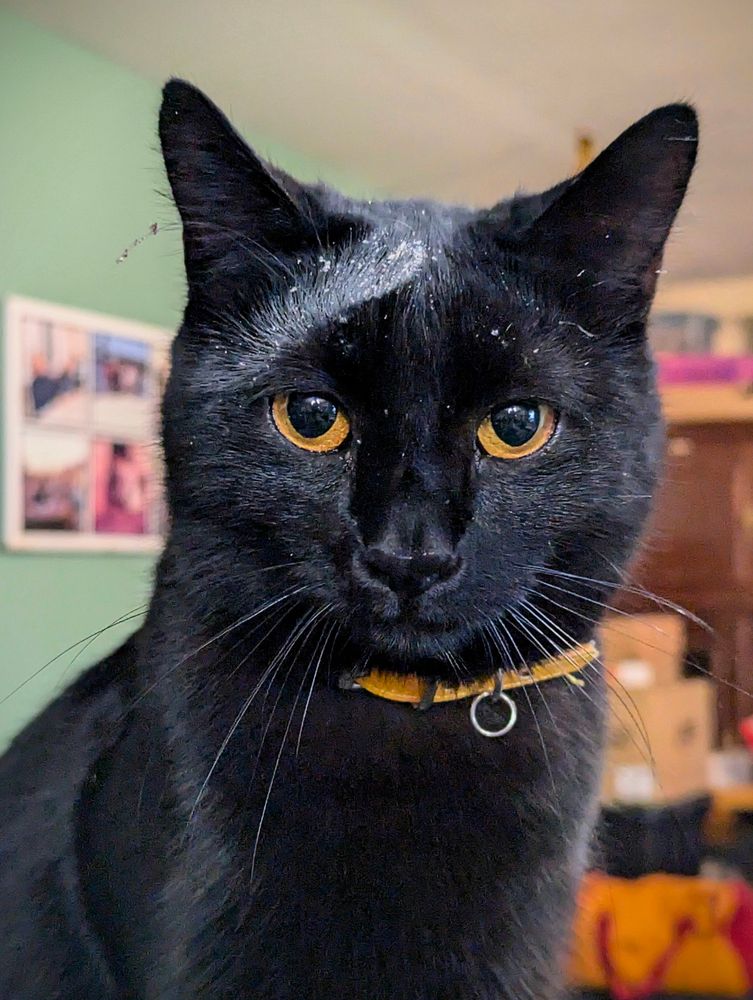 Zorro, mon chaton noir au collier jaune et aux yeux dorée, me regarde fièrement, la tête pleine de poussière blanche. 