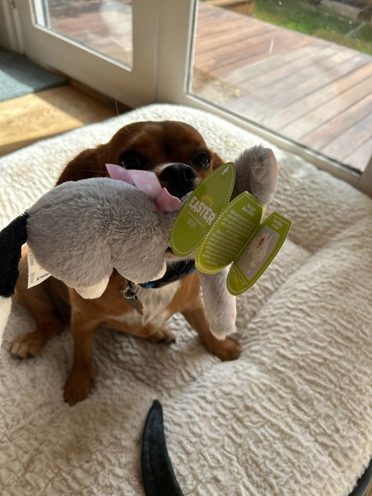 Best puppy in the world (ruby coloured beaglier) offering her new fluffy toy as a gift