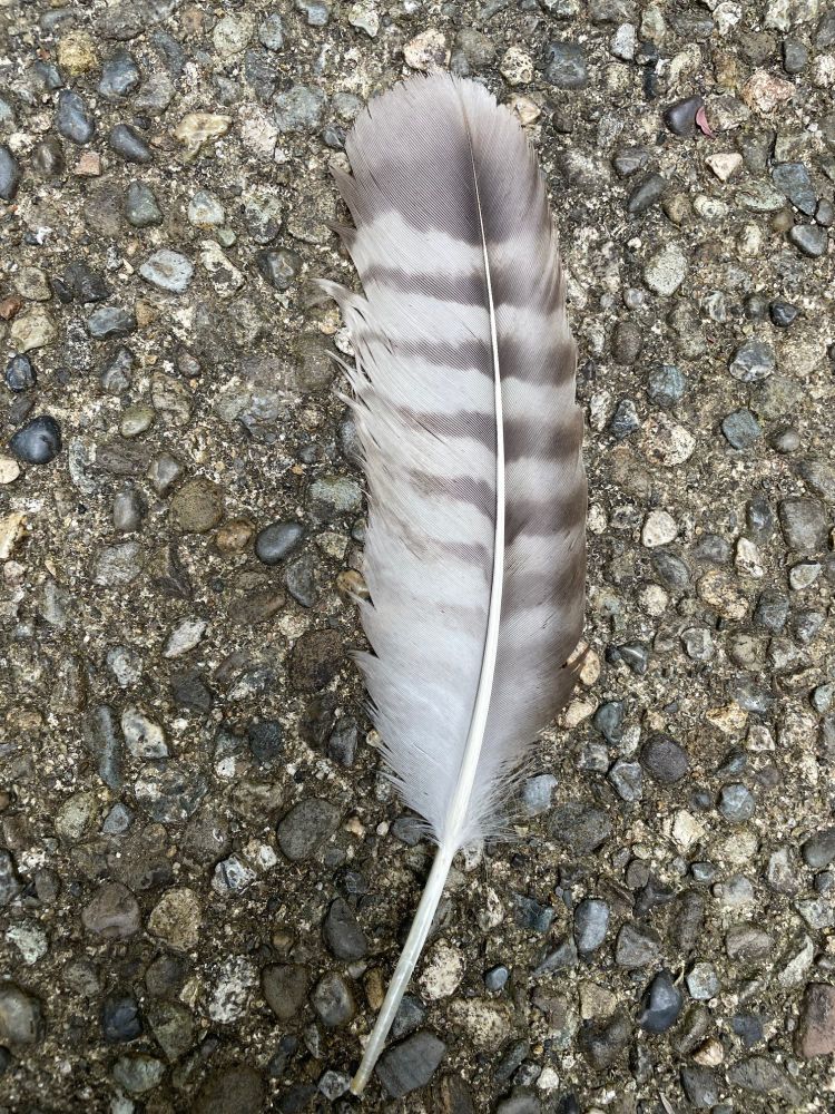 The underside of the feather. You can still see the stripes.