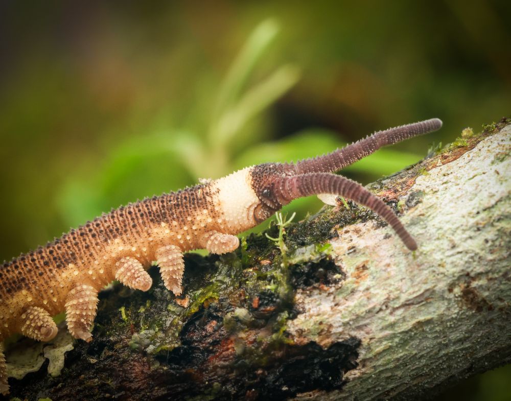 A velvet worm side profile 