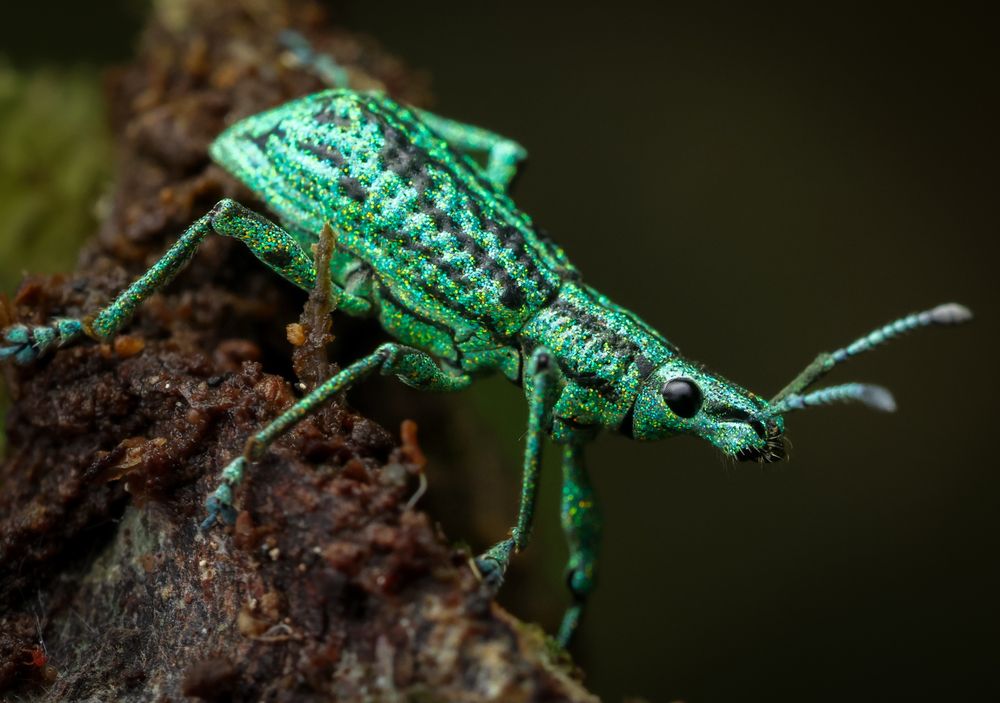 Glittery green weevil
